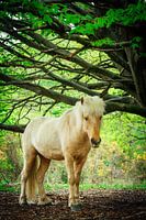 cheval sauvage