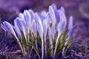 Violette Krokusse auf einer Blumenwiese