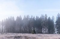 Landschapsfoto Hoge Venen