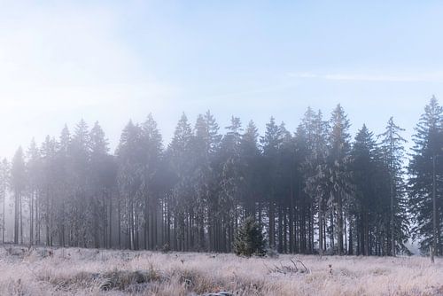 Landscape photo High Fens