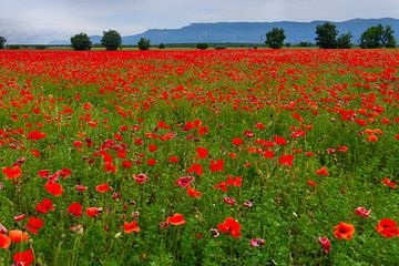 Klaprozenveld in de Provence van Flatfield