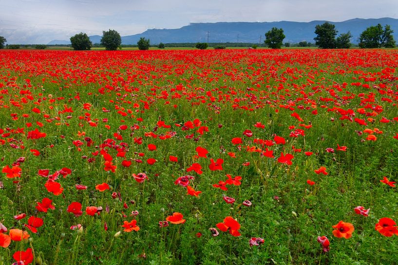 Mohnblumen-Feld in der Provence von Flatfield