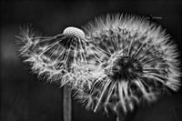 Paardenbloemen
