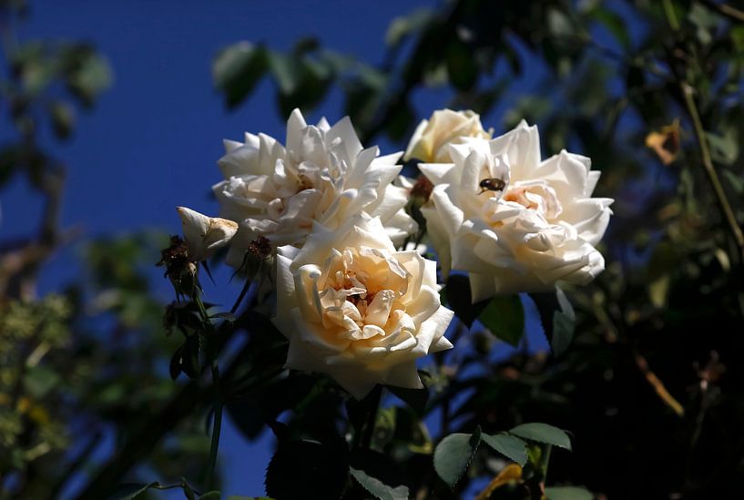 Roses by Thomas Jäger