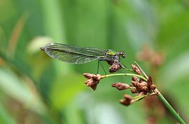 Gebänderte Prachtlibelle von Matthias Brix