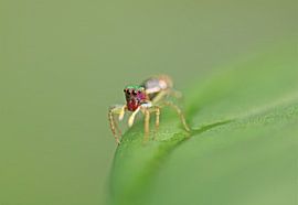 Salticidae Spinne III