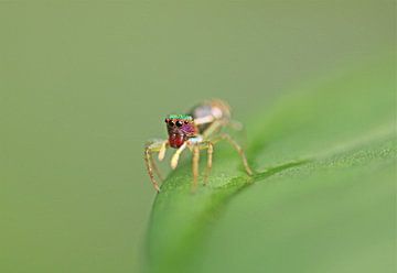 Salticidae Spinne III by Iris Volkmar