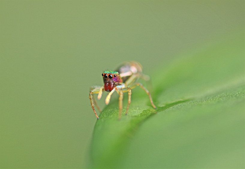 Salticidae Spinne III by Iris Volkmar