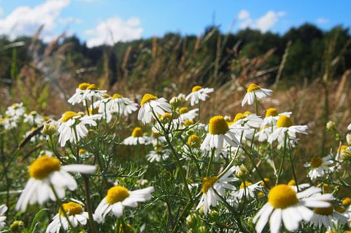 Kamille in het veld