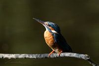 Kingfisher