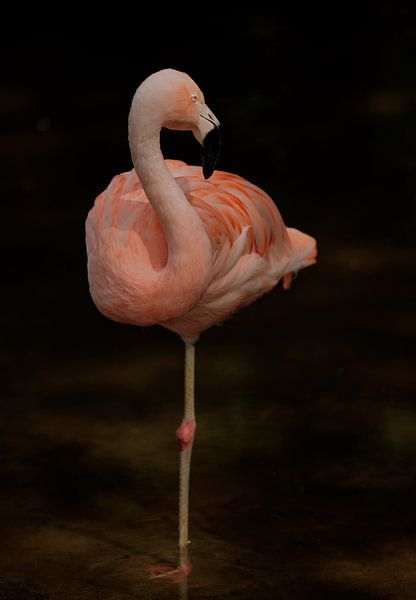 Flamingo van Frank Smedts