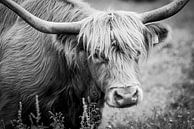 Black and white portrait Scottish Highlander by Ellis Peeters thumbnail