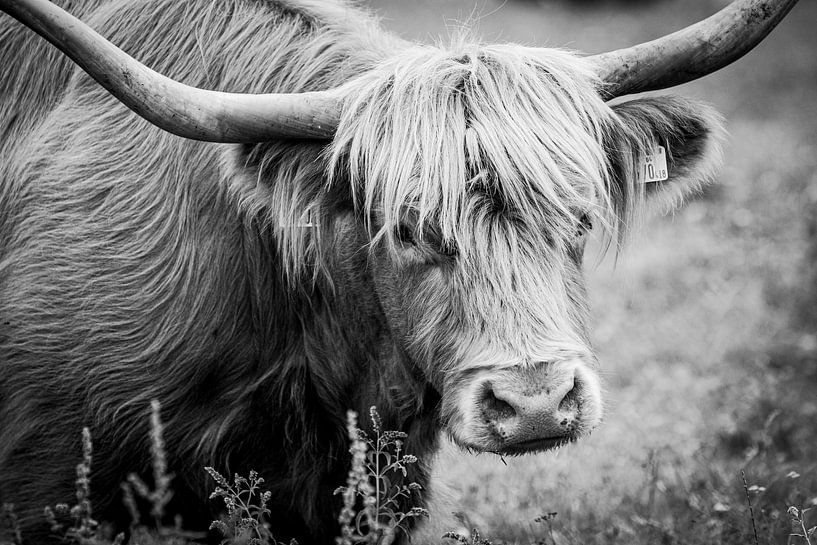 Black and white portrait Scottish Highlander by Ellis Peeters