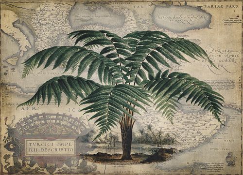 Baumfarn Dicksonia Chrysotricha von Andrea Haase