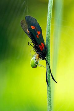 Vlinder met Spin van Rob Bergman