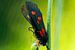 Vlinder met Spin van Rob Bergman