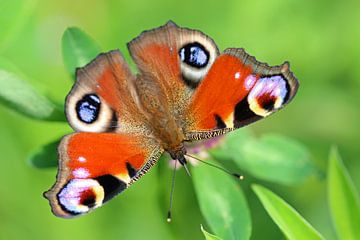 European Peacock von Edwin Butter