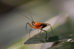 Red assasin bug