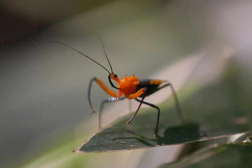 Red assasin bug van BL Photography