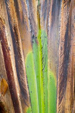 Kleuren uit het tropisch regenwoud van rene marcel originals