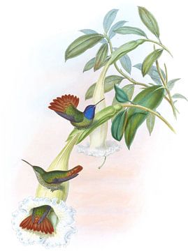 ŒNone zoemende vogel, John Gould van Hummingbirds