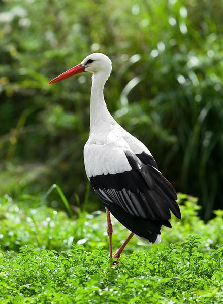 White Stork by Bo Valentino