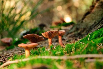 Mushrooms in the forest by Thomas Poots