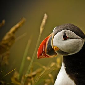 Puffin, Iceland von JDolky