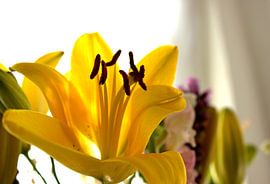 geel von Francisco de Almeida