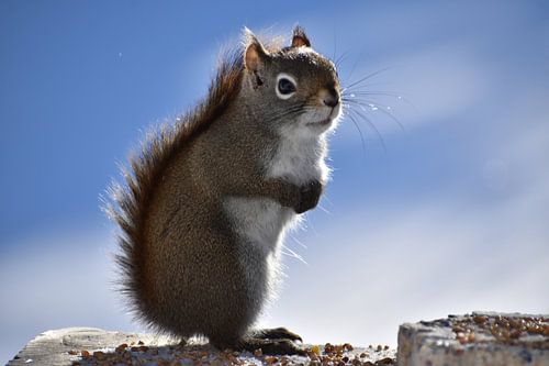 Een rode eekhoorn bij de feeder
