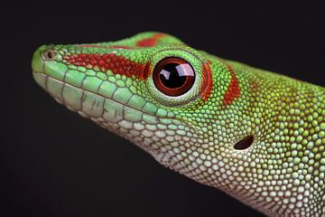Madagascar Day Gecko (Phelsuma madagascariensis) by Ronald Pol