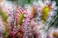 abstrakter Sonnentau