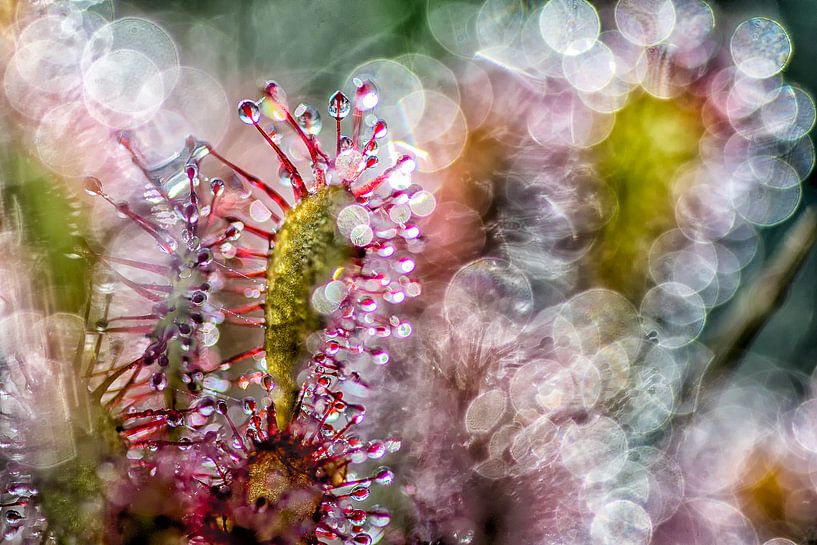 abstract sundew by Jan Linskens