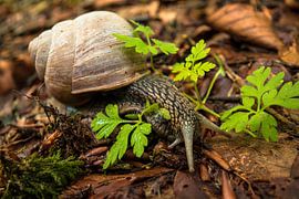 Gigantische slak von StephanvdLinde