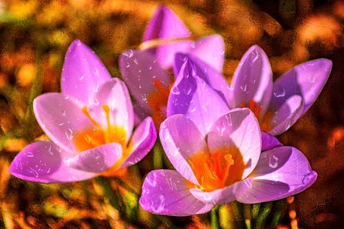 FLORA : KROKUSSEN EN REGENDRUPPELS