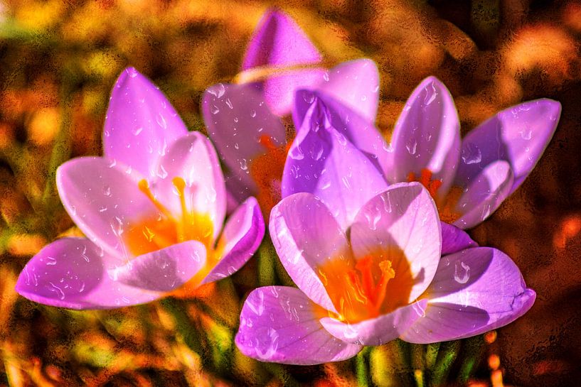 FLORA : KROKUSSE UND REGENTROPFEN von Photoart-Naegele
