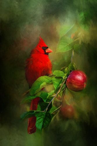 Rode Kardinaal - Vogel Op Tak Schilderij