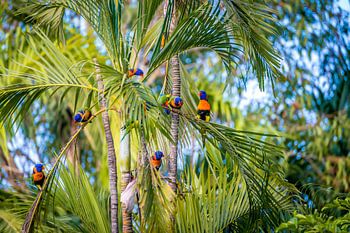 Beautiful Australian birds with yellow, blue and green feathers