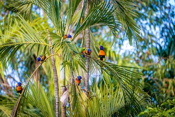 Magnifiques oiseaux australiens aux plumes jaunes, bleues et vertes sur Troy Wegman