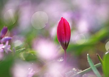 Opkomende tulp bij tegenlicht von Peet Romijn