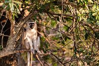 Singe dans l'arbre
