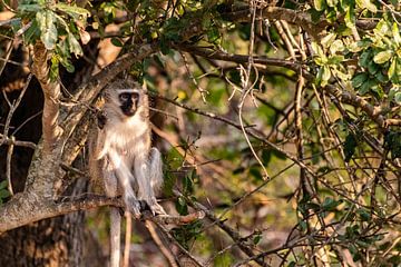 Monkey in the tree by Photo By Nelis