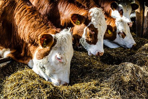 Melkkoeien eten hooi