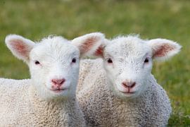 Domestic sheep lambs by Sven-Erik Arndt