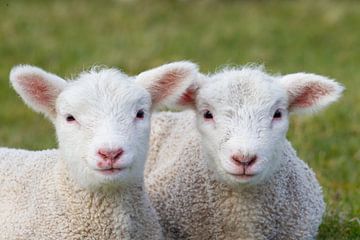 Agneaux domestiques