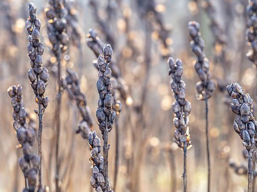 Bord d'or sur Angela Kraan