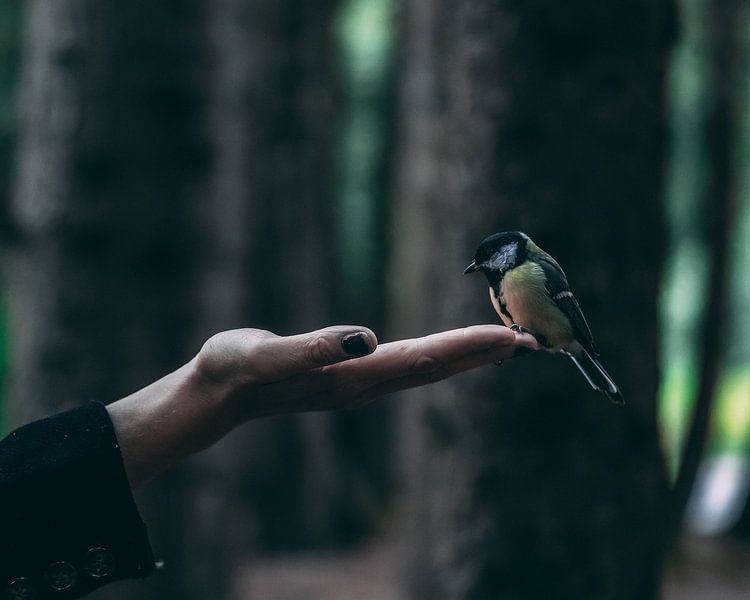Birb par Marco Andreani