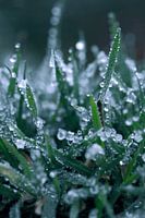 frozen grass