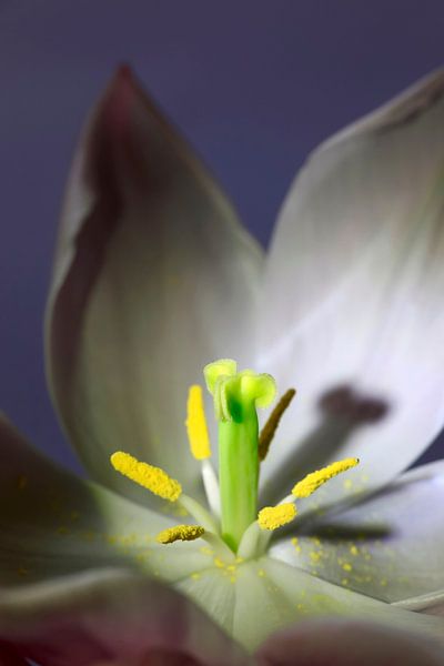 Tulip by Thomas Jäger