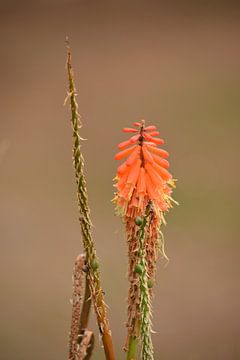 Oranje bloem van dichtbij van Nicolette Vermeulen